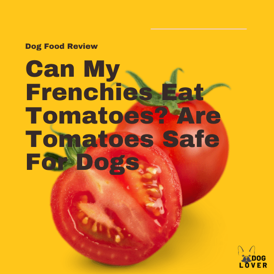 Can Frenchies eat tomatoes