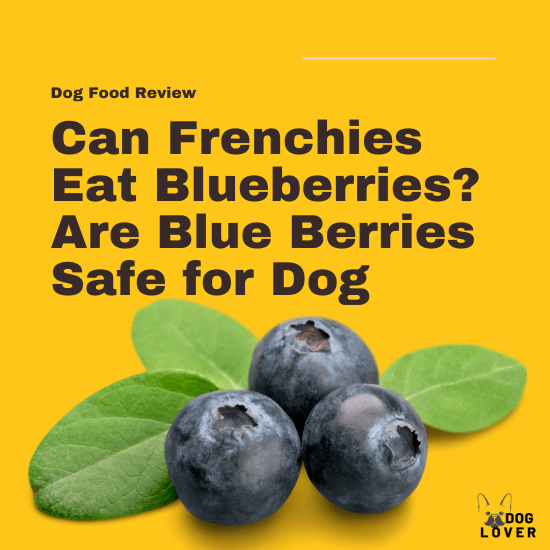 Can Frenchies eat blueberries