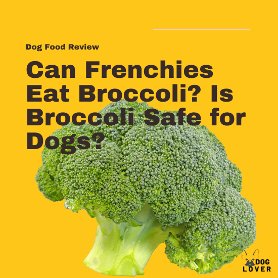 Can Frenchies eat broccoli