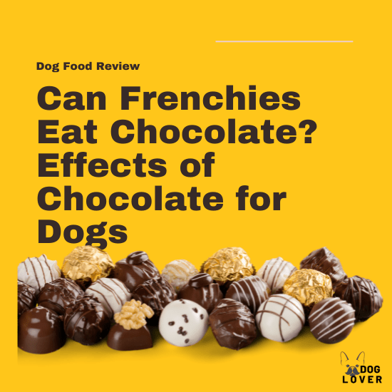 Can Frenchies eat chocolate