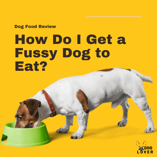 How do I get a fussy dog to eat