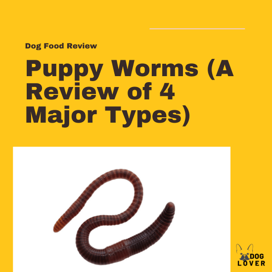 Puppy worms