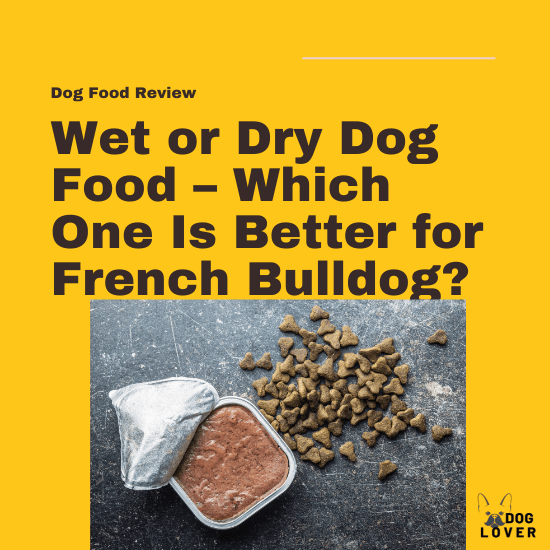 Wet or Dry dog food
