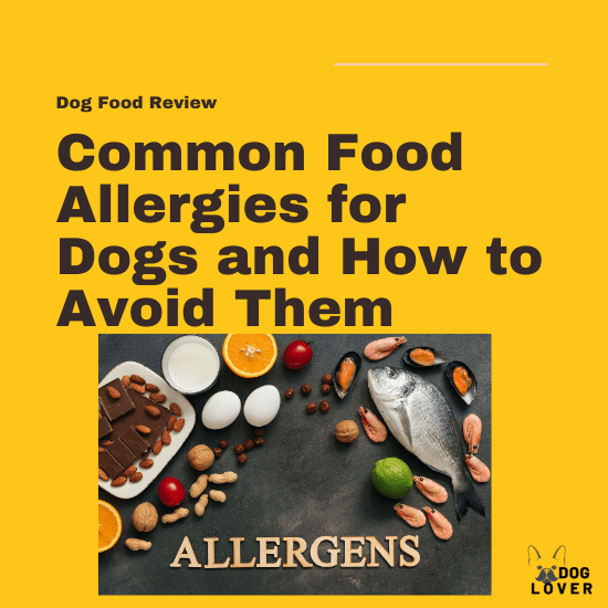 Common Food Allergies for dogs