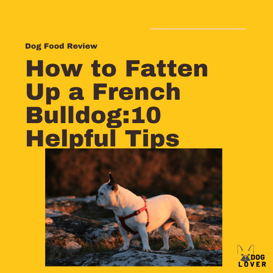 How to fatten up a French Bulldog