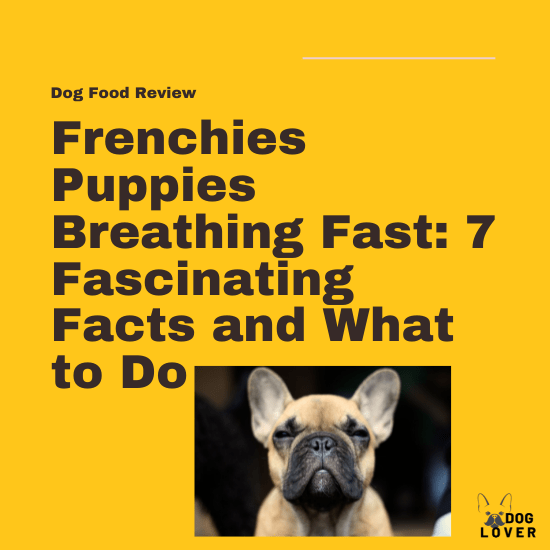 Frenchies puppies breathing fast