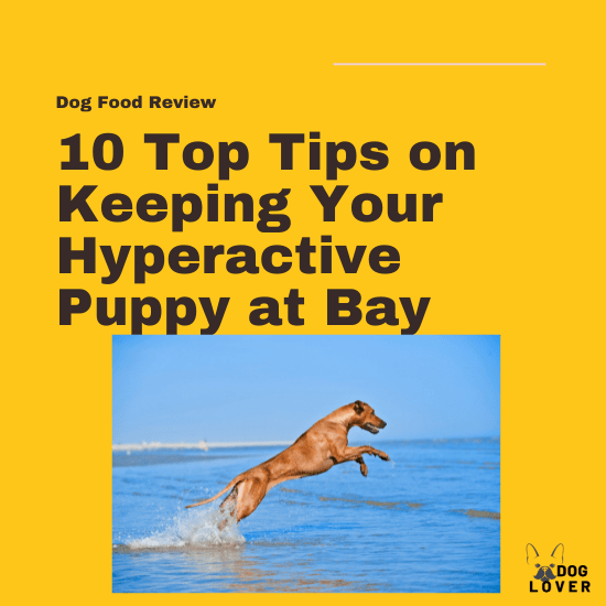Keeping your hyperactive puppy at bay