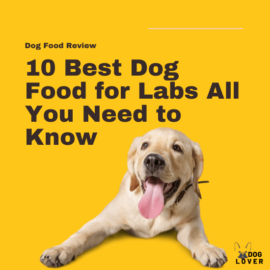 Best dog food for labs