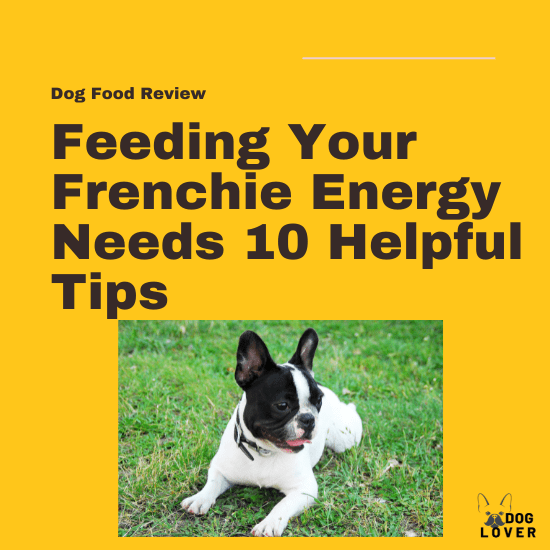 Frenchie Energy Needs