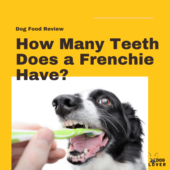 How many teeth does a Frenchies have?