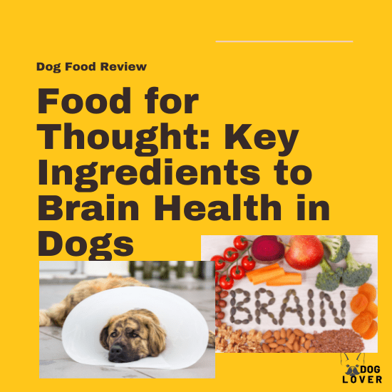 Brain health in dogs