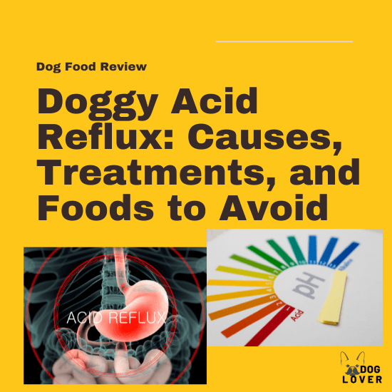 Acid reflux in dogs