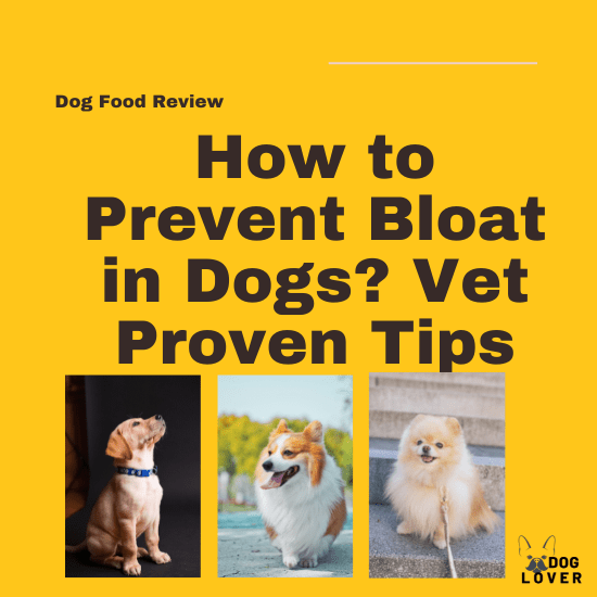 How to prevent bloat in dogs