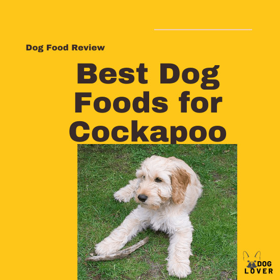 Best dog food for Cockpoo
