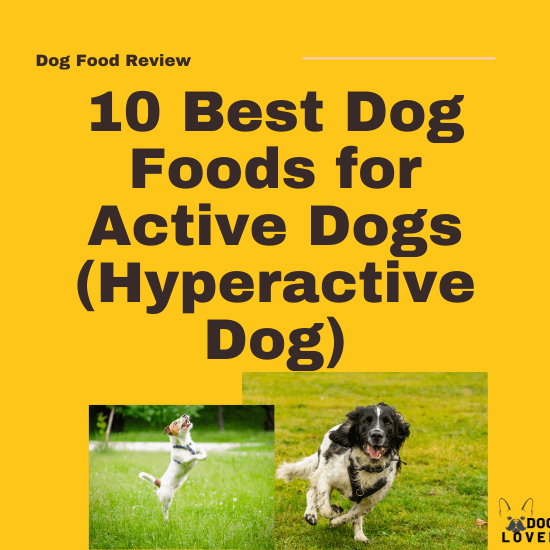 Best Dog Food for Active Dogs
