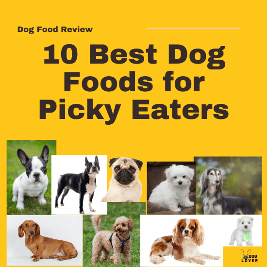 Best dog foods for picky eaters