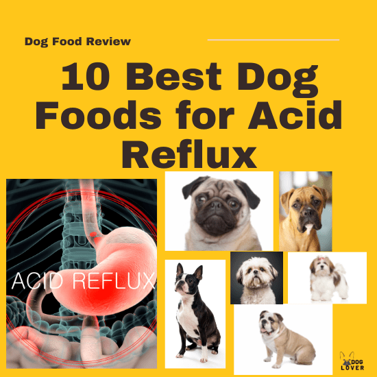 Best dog foods for acid reflux