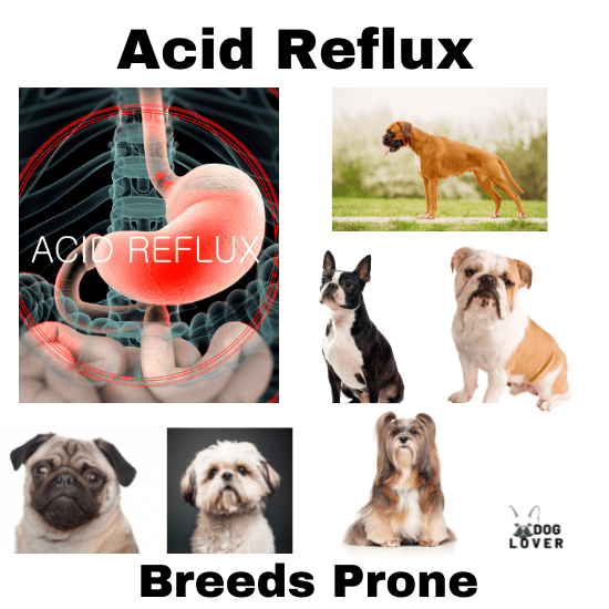 Best dog foods for acid reflux