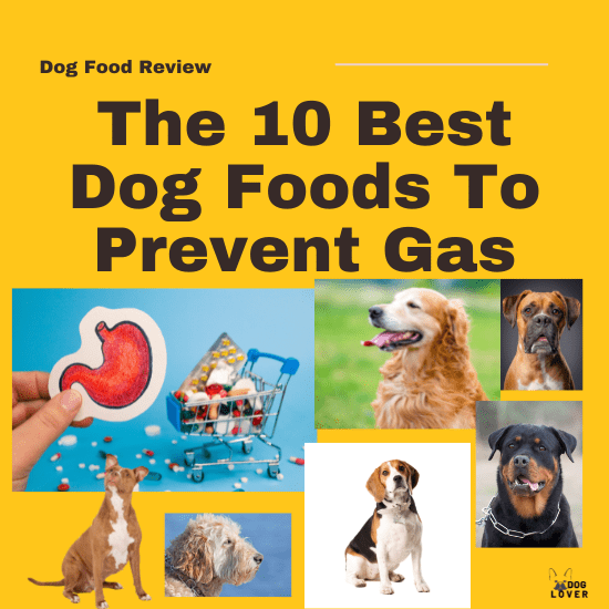 Best dog foods to prevent gas