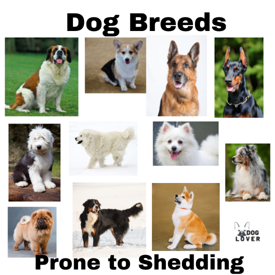 Best dog foods for shedding