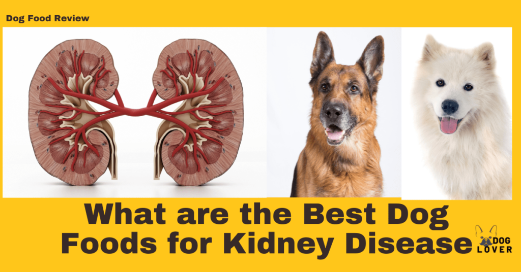 Best dog foods for Kidney disease
