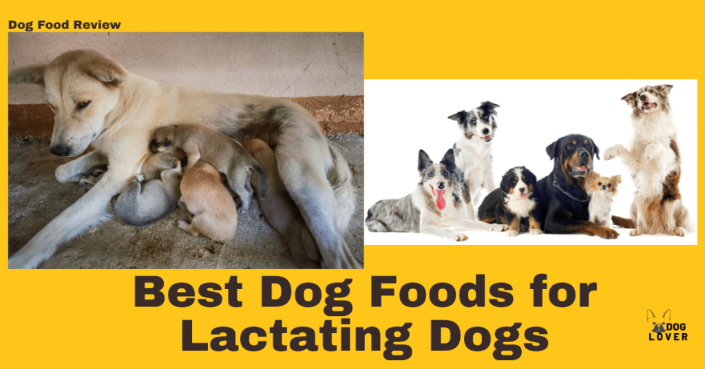 Best dog food for lactating dogs