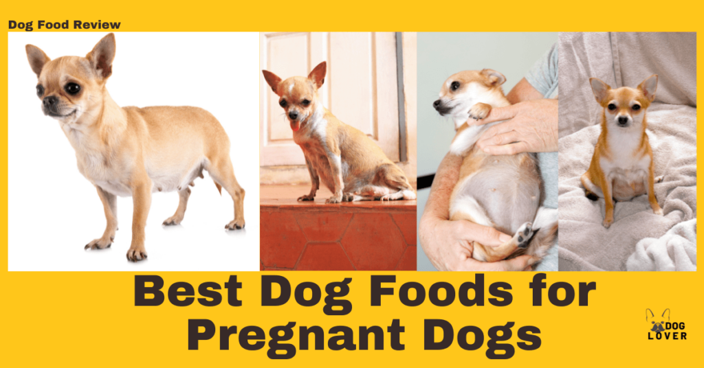 Best Dog Foods for Pregnant Dogs