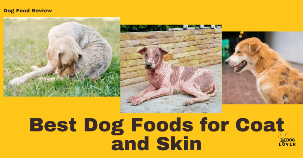 Best Dog Foods for Coat and Skin
