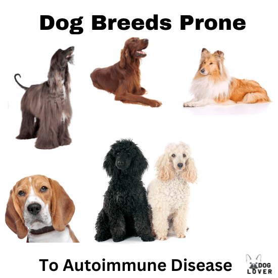 best food for dogs with autoimmune disease