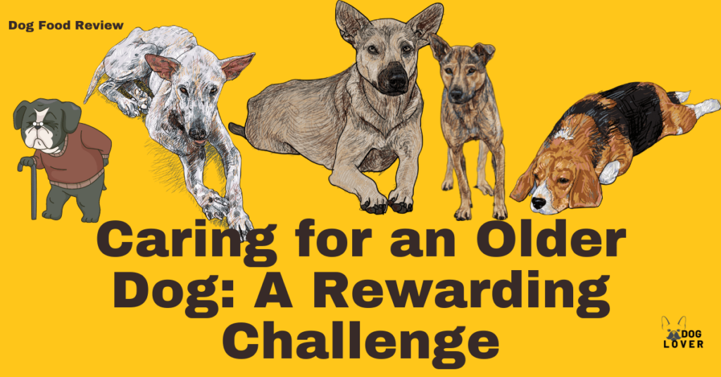 Caring for an older dog