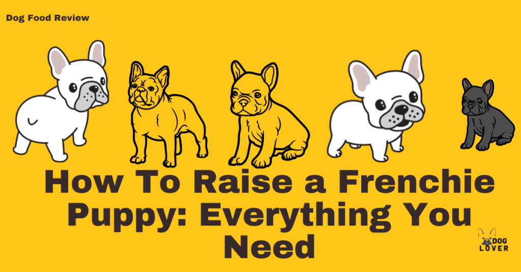 How to raise a Frenchie puppy