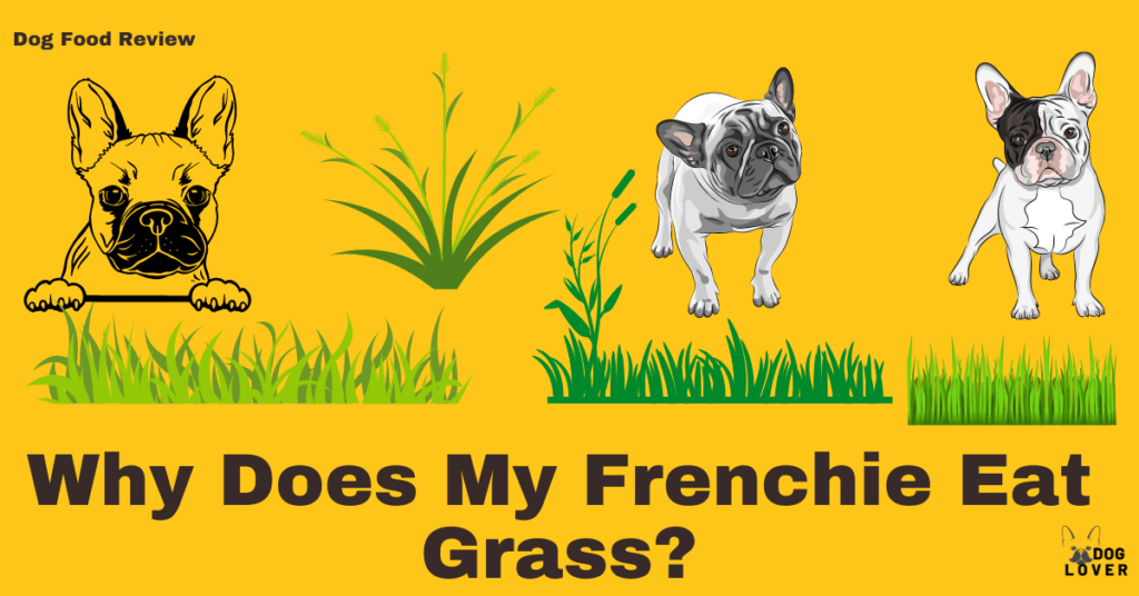 Frenchie eat grass