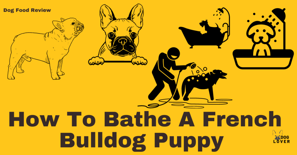 How to bathe a French Bulldog