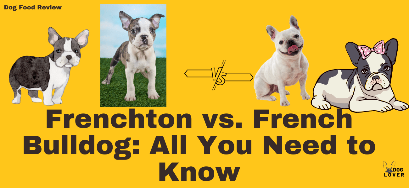 Frenchton vs. French Bulldog: All You Need to Know