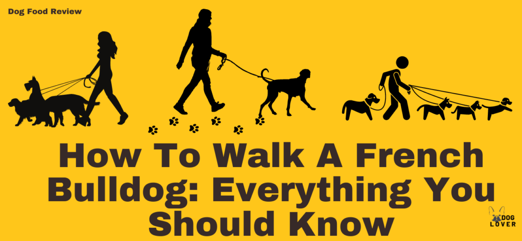 How to walk a French Bulldog