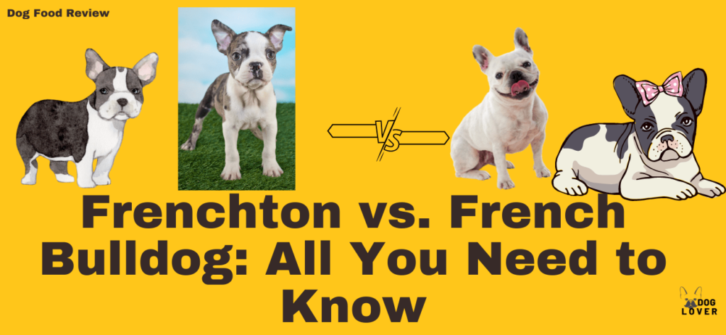 Frenchton vs. French Bulldog