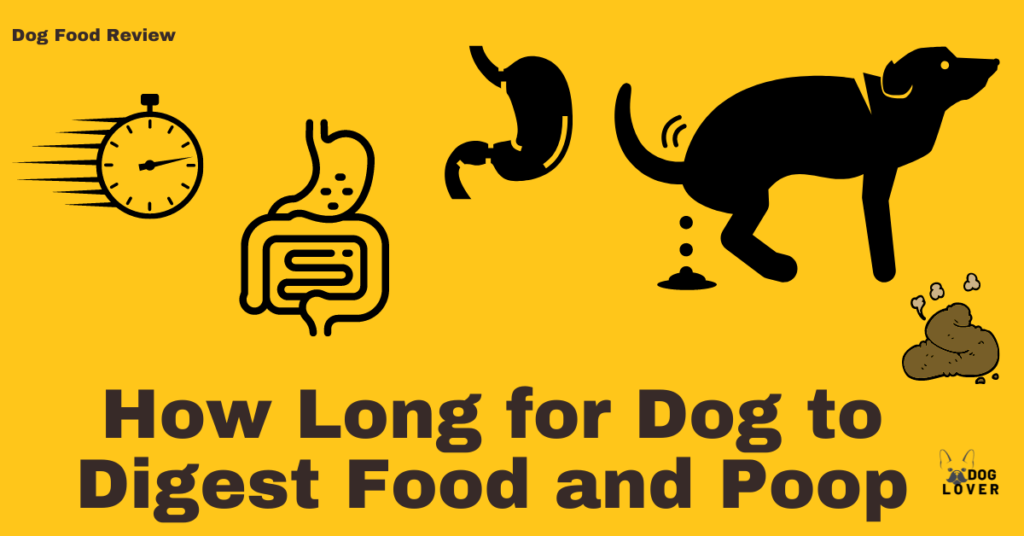 Dog to digest food