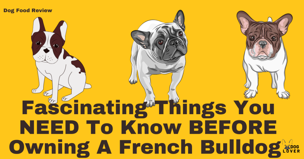 Owning a French Bulldog