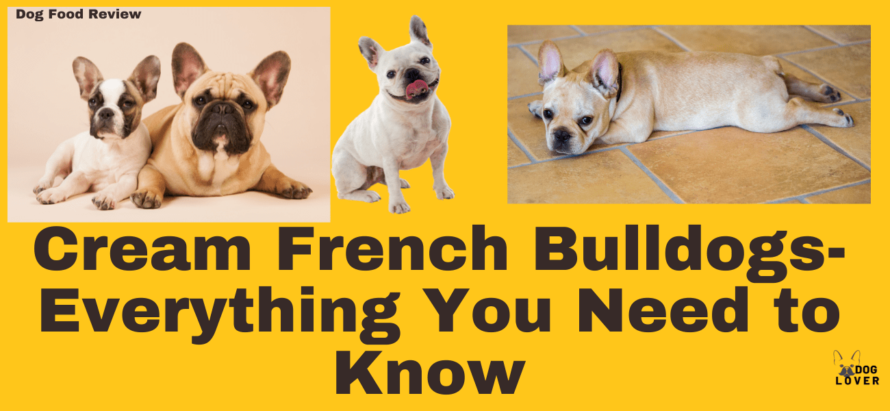 Cream French Bulldogs- Everything You Need to Know