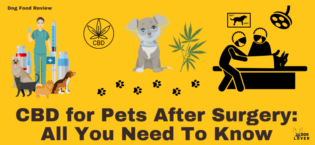 CBD for pets after surgery