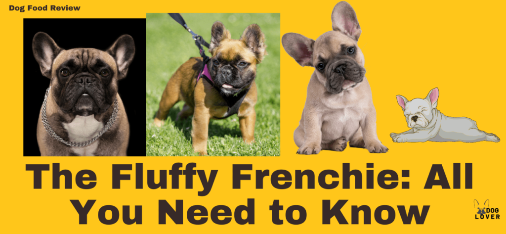 Fluffy French Bulldog