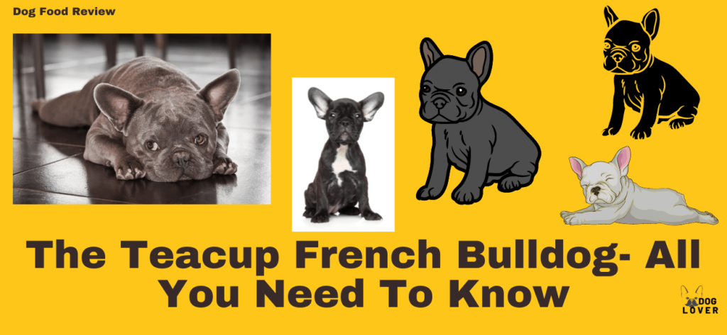 Teacup French Bulldog