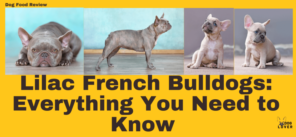 Lilac French bulldog