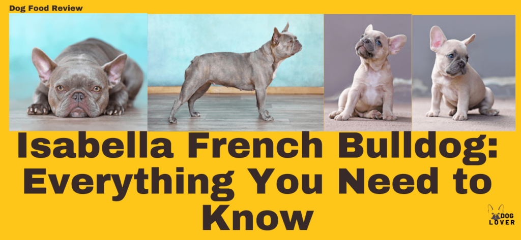 Isabella French Bulldog