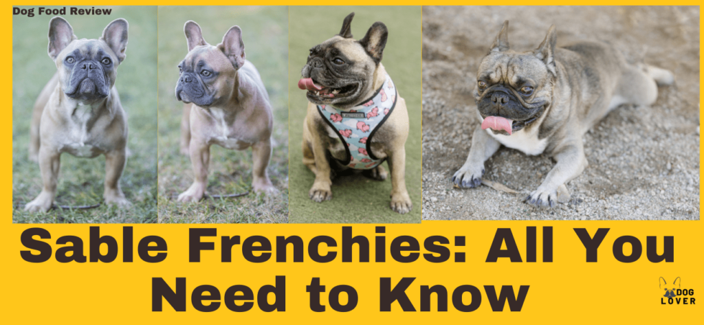 Sable Frenchies