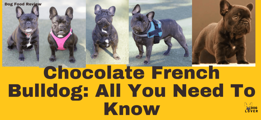 Chocolate French Bulldog