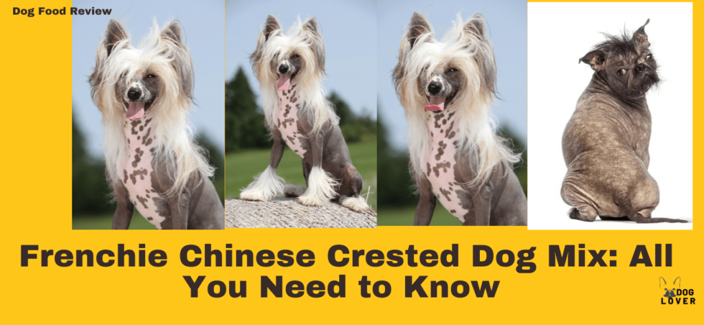 Frenchie Chinese Crested