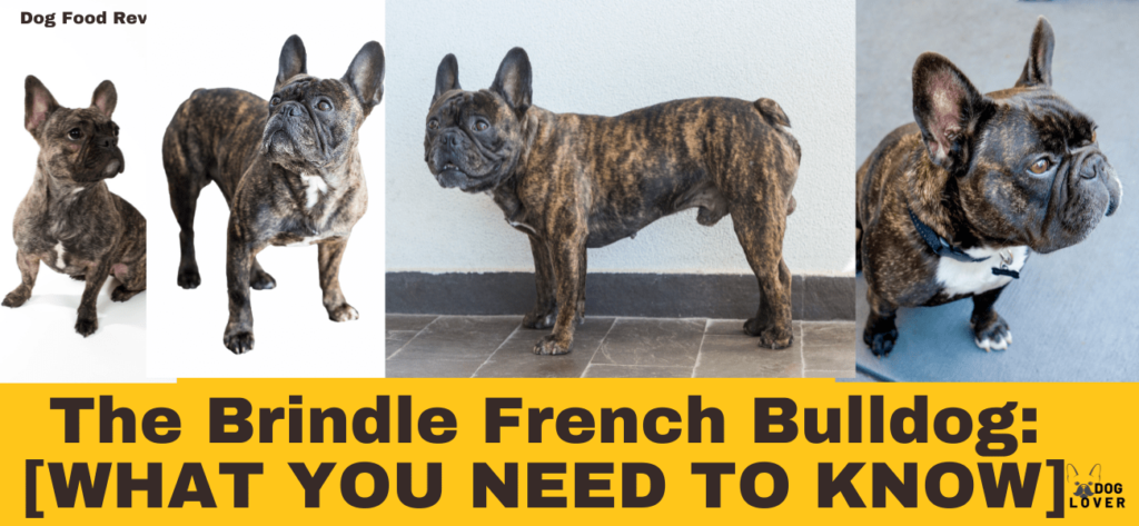Brindle French Bulldog