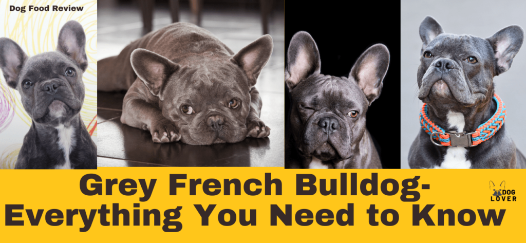 Grey French Bulldog