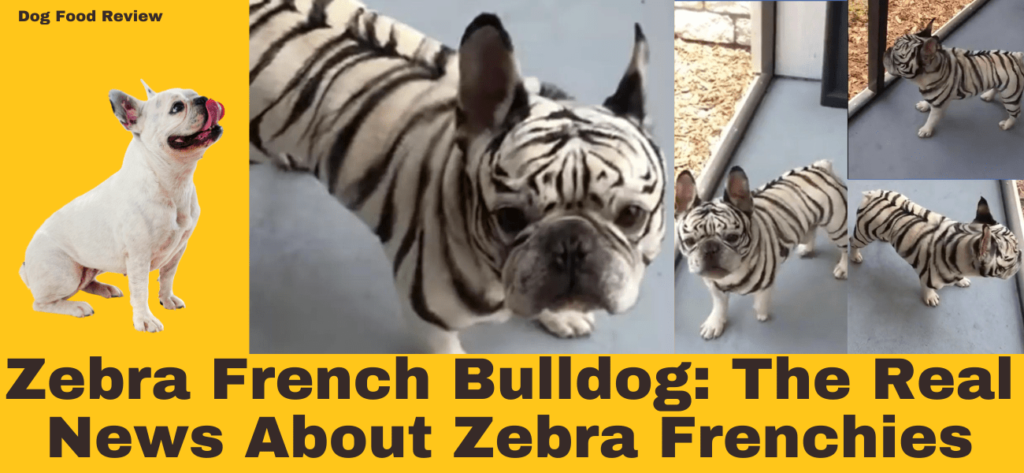 Zebra French Bulldog